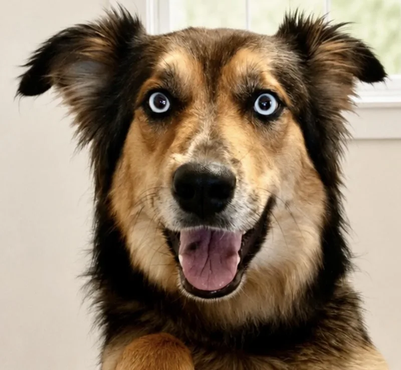 An adult medium-sized female Yellow / Tan / Blond / Fawn Australian Shepherd dog named Gypsy Marie for adoption in Westfield, NY