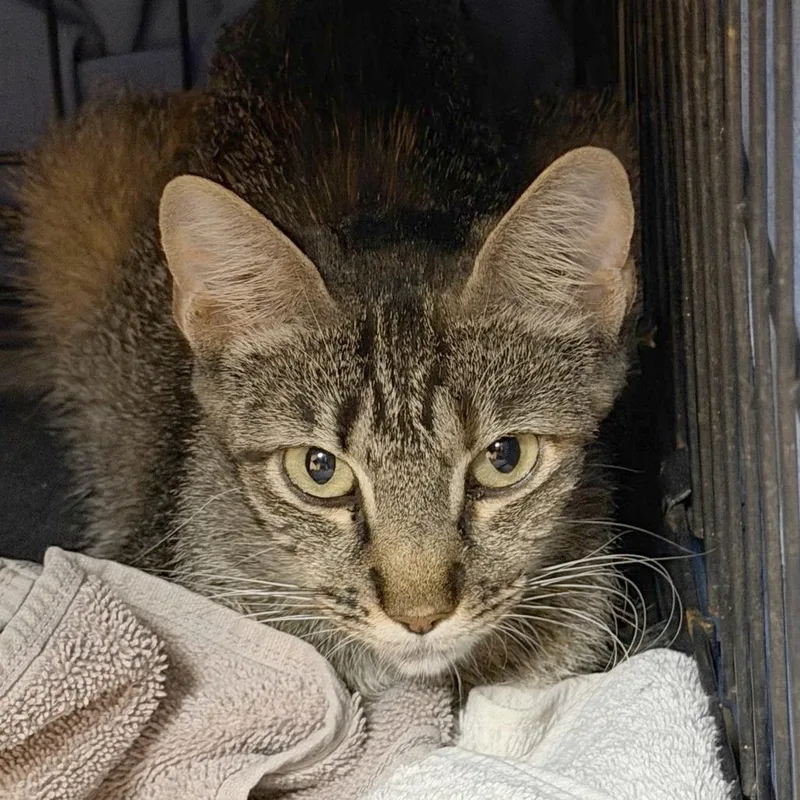 A young medium-sized female Brown / Chocolate Domestic Short Hair cat named Knight Rider for adoption in Austin, TX