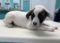 A baby medium-sized male Great Pyrenees dog named Avery for adoption in Madison, NJ
