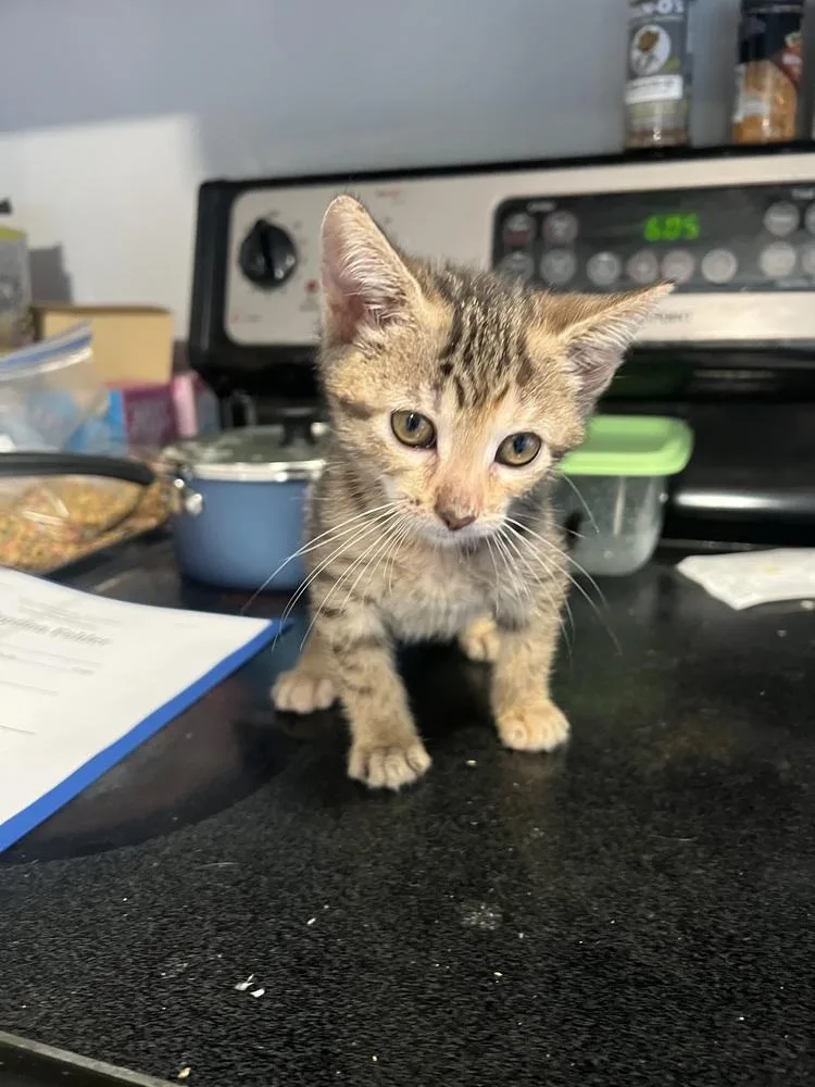 A baby small-sized female Brown / Chocolate Domestic Short Hair cat named Fresca for adoption in Wilmington, NC