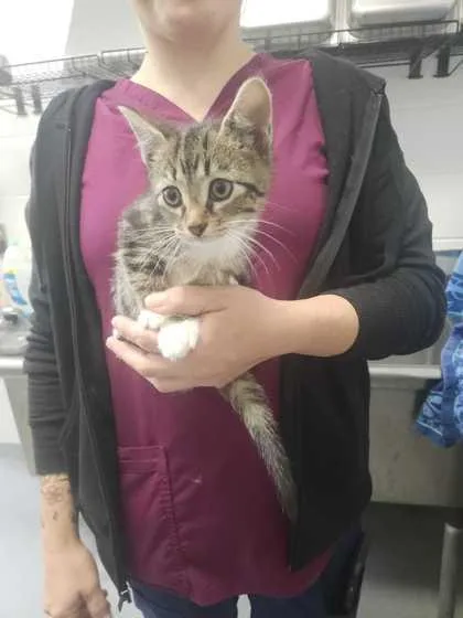 An adult small-sized male Domestic Short Hair cat named Mufasa for adoption in Spruce Pine, NC