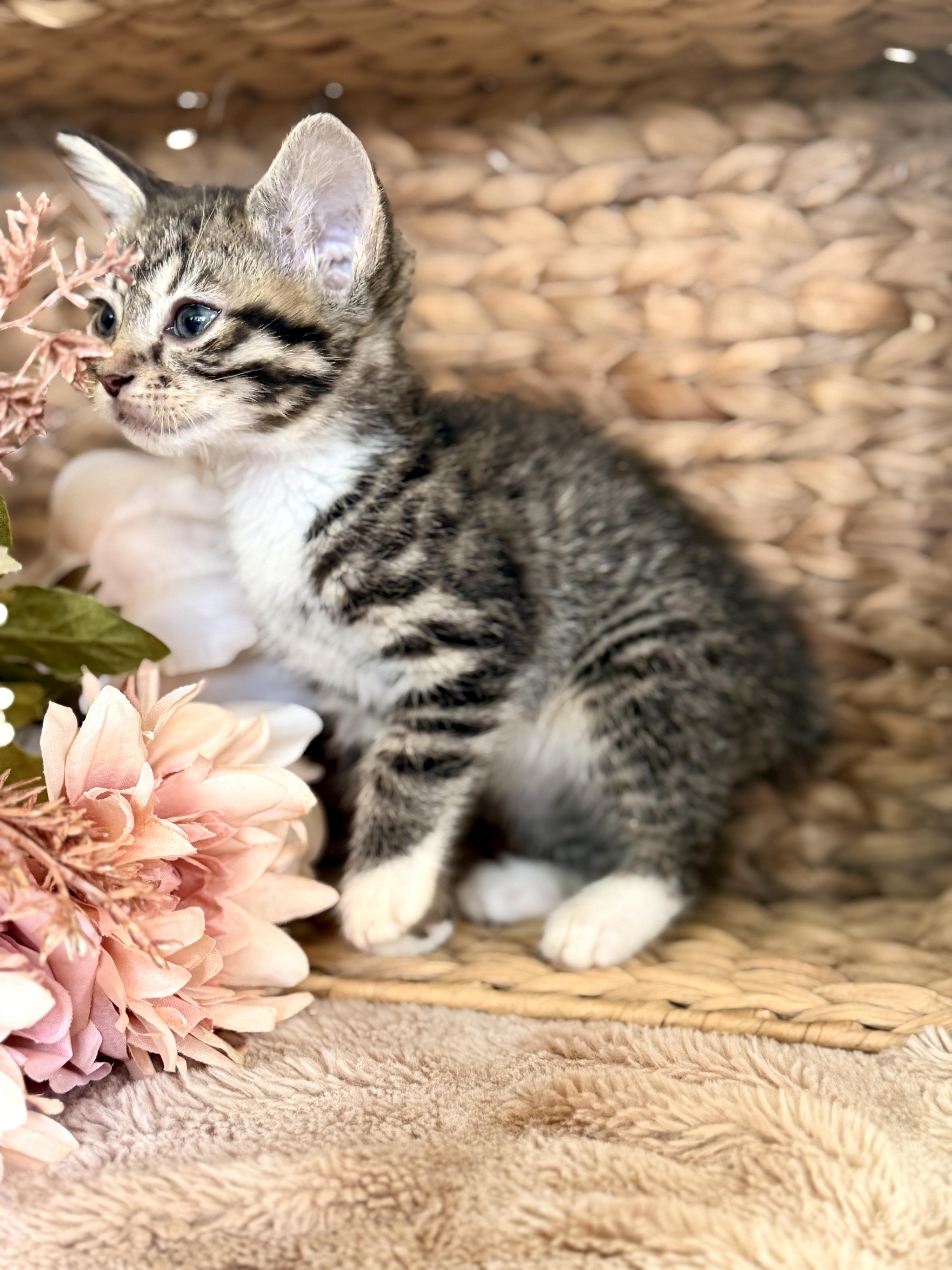 Duchess thumbnail 5