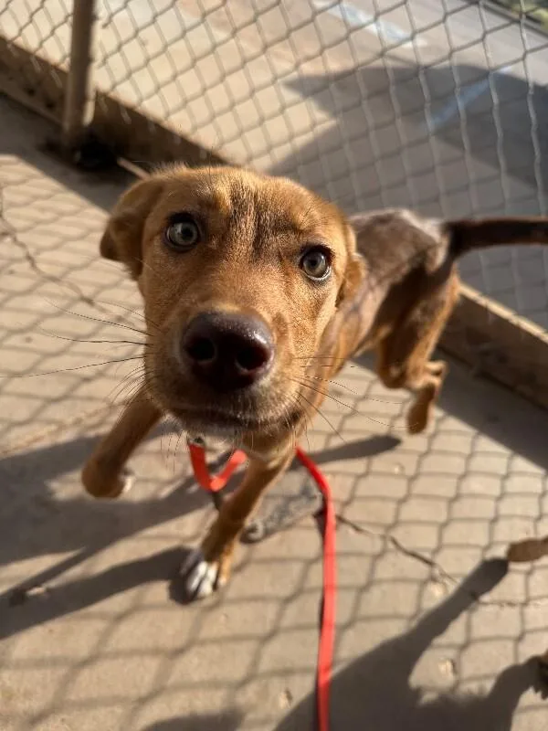 An adult medium-sized male Brown / Chocolate Mixed Breed dog named Link for adoption in Hobbs, NM