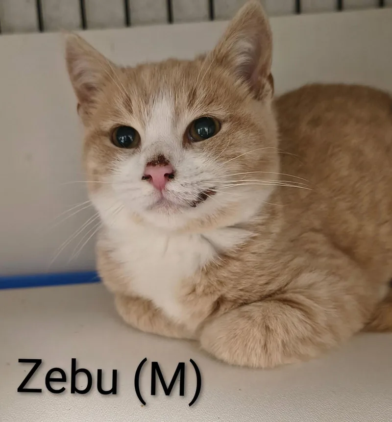 Zebu