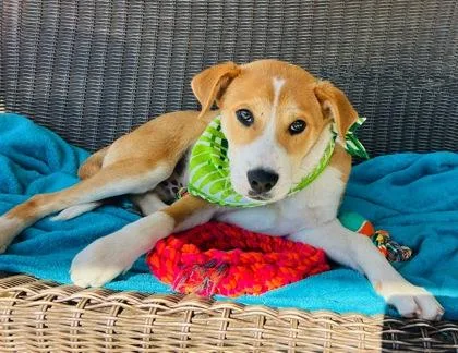 A baby large-sized male Carolina Dog dog named Wile E Coyote $ for adoption in Seneca, SC