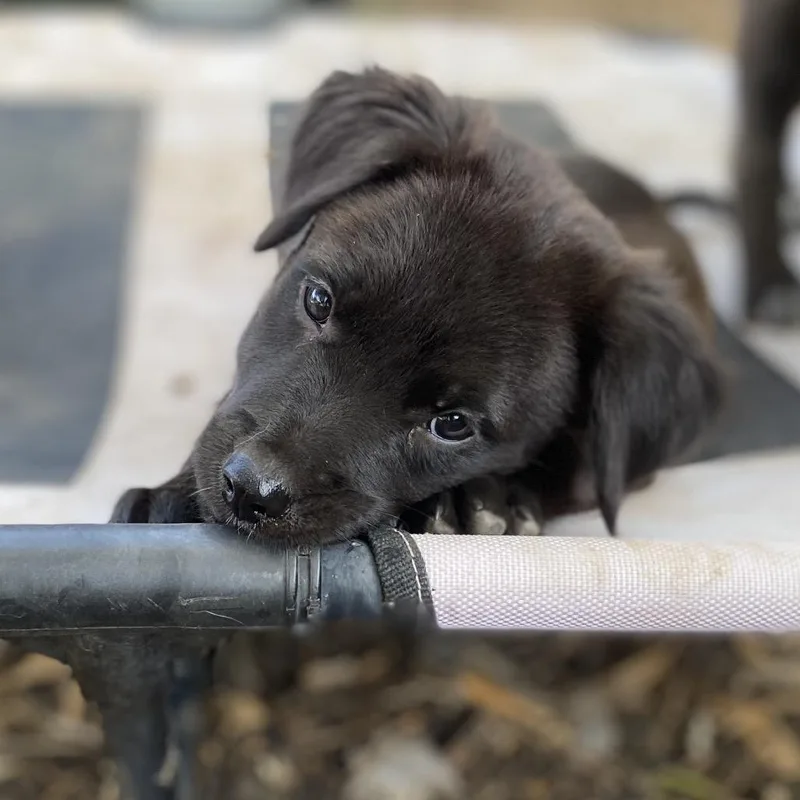 A baby medium-sized female Black Labrador Retriever dog named Antarctica for adoption in Escondido, CA