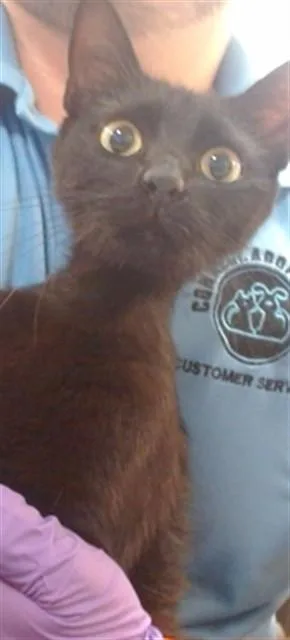 A young small-sized female Domestic Short Hair cat named Electra for adoption in Miami, FL