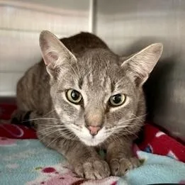 A young large-sized male Domestic Short Hair cat named Meeko for adoption in Burlington, WA