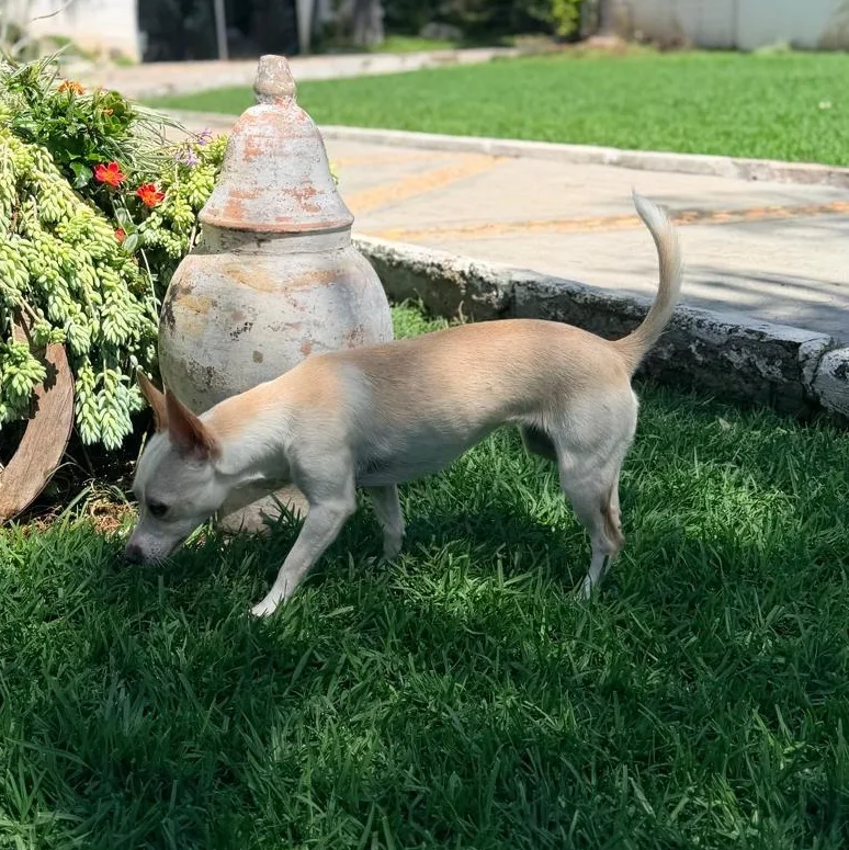 Nala