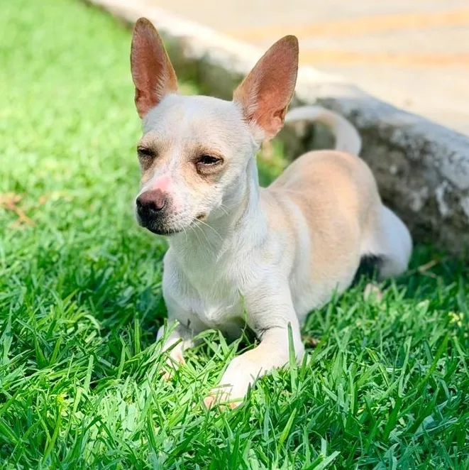 Nala thumbnail 2