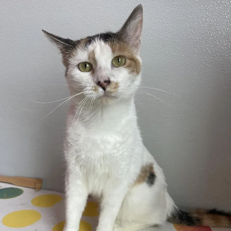 An adult medium-sized female Domestic Short Hair cat named Precious for adoption in West Des Moines, IA