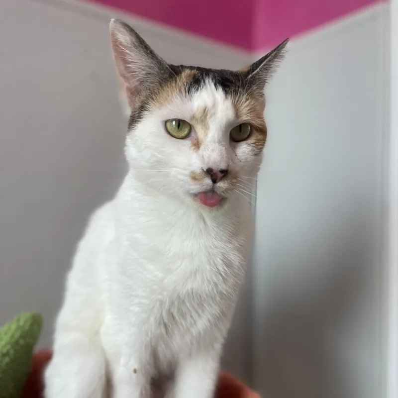 Precious thumbnail 4