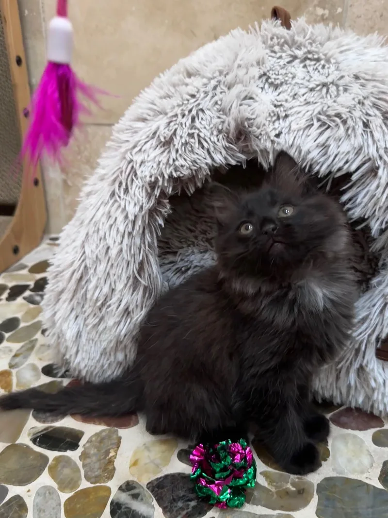 A baby small-sized male Domestic Medium Hair cat named Aria for adoption in Davidson, NC