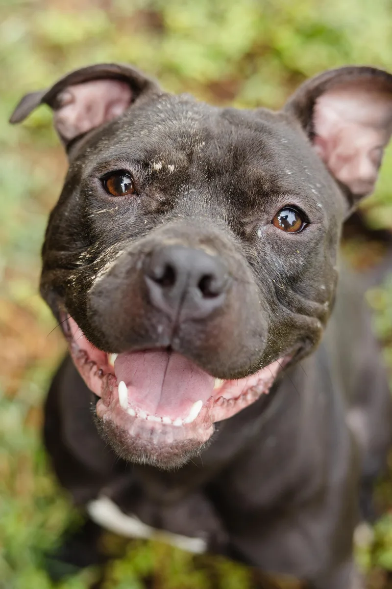 An adult medium-sized female Pit Bull Terrier dog named Bambi for adoption in Newburgh, IN