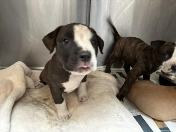 A baby large-sized female Pit Bull Terrier dog named Linden for adoption in Los Angeles, CA