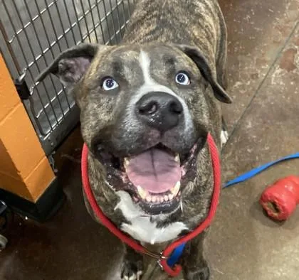An adult large-sized male Mixed Breed dog named Tabasco for adoption in Cincinnati, OH
