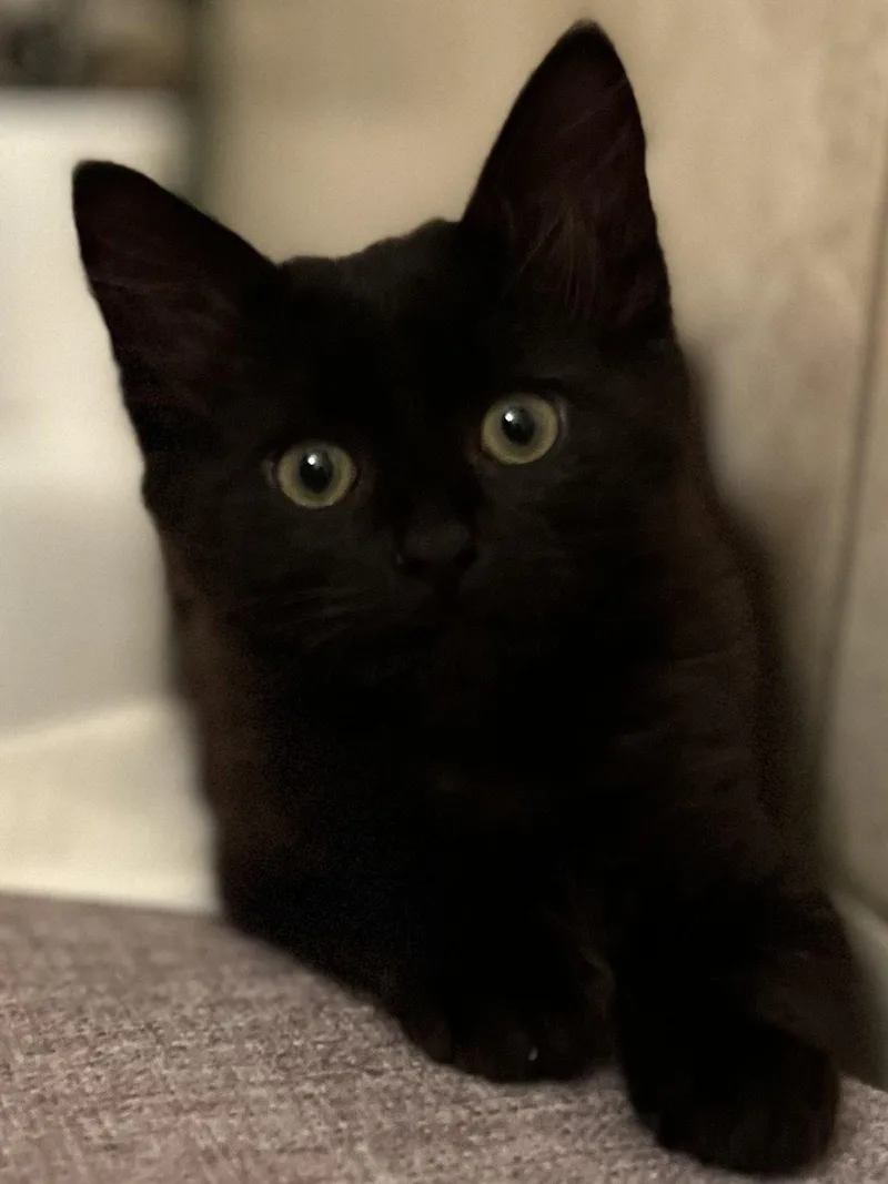 Lord Fluff Noir thumbnail 3