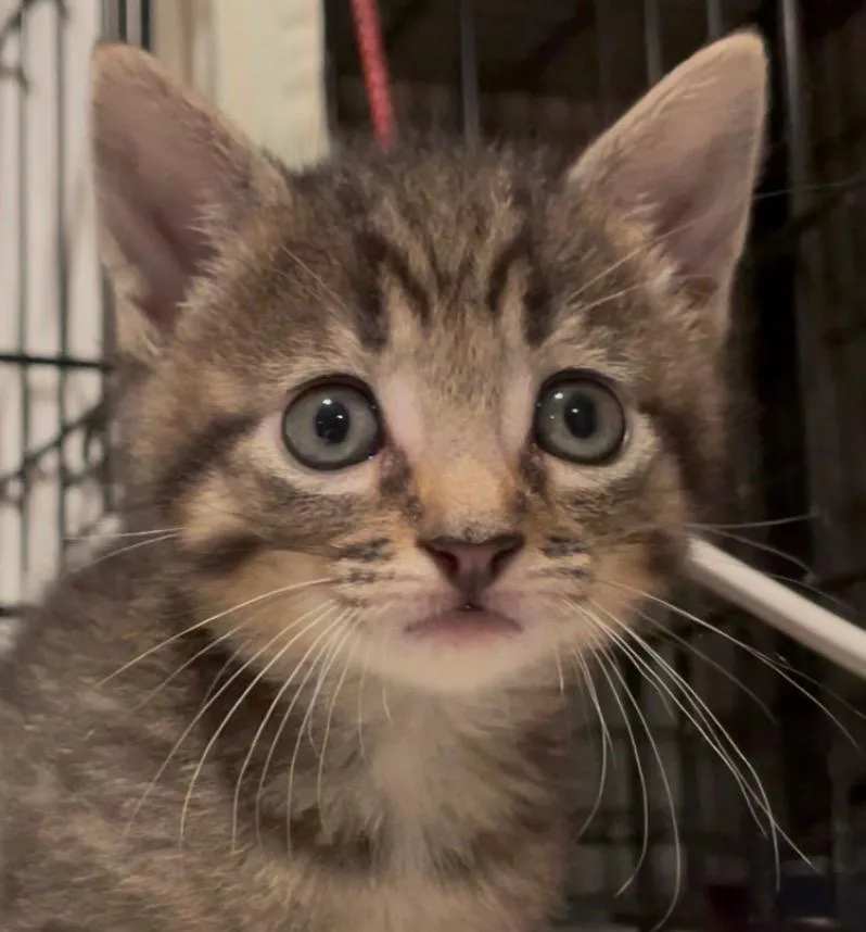 A baby small-sized female Tabby (Brown / Chocolate) Domestic Short Hair cat named Cassie for adoption in Turnersville, NJ