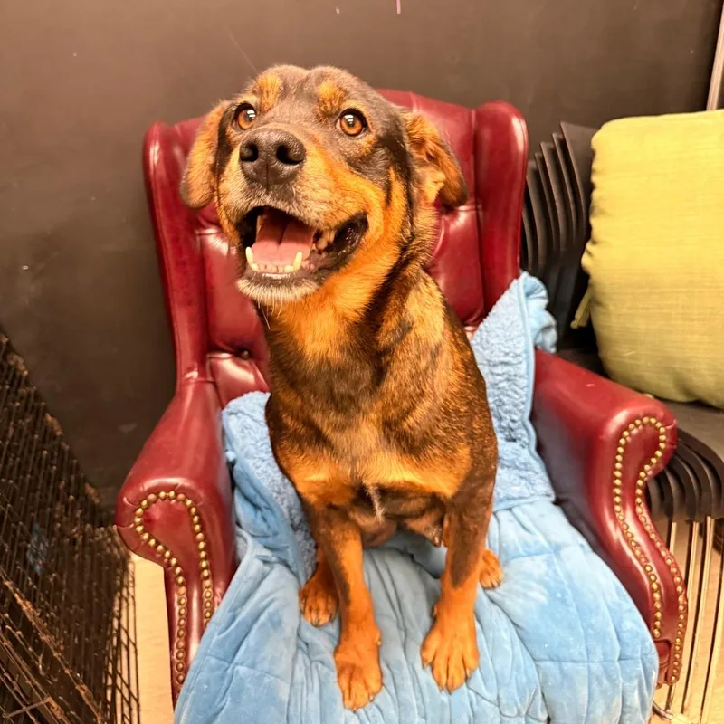 An adult medium-sized female Sable Mixed Breed dog named Grimhilde for adoption in Red House, WV