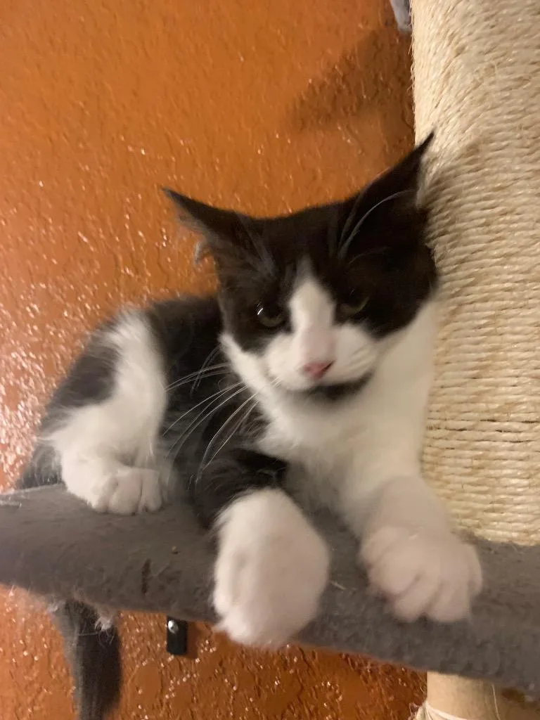 A baby small-sized female Domestic Short Hair cat named Whole Milk for adoption in San Antonio, TX