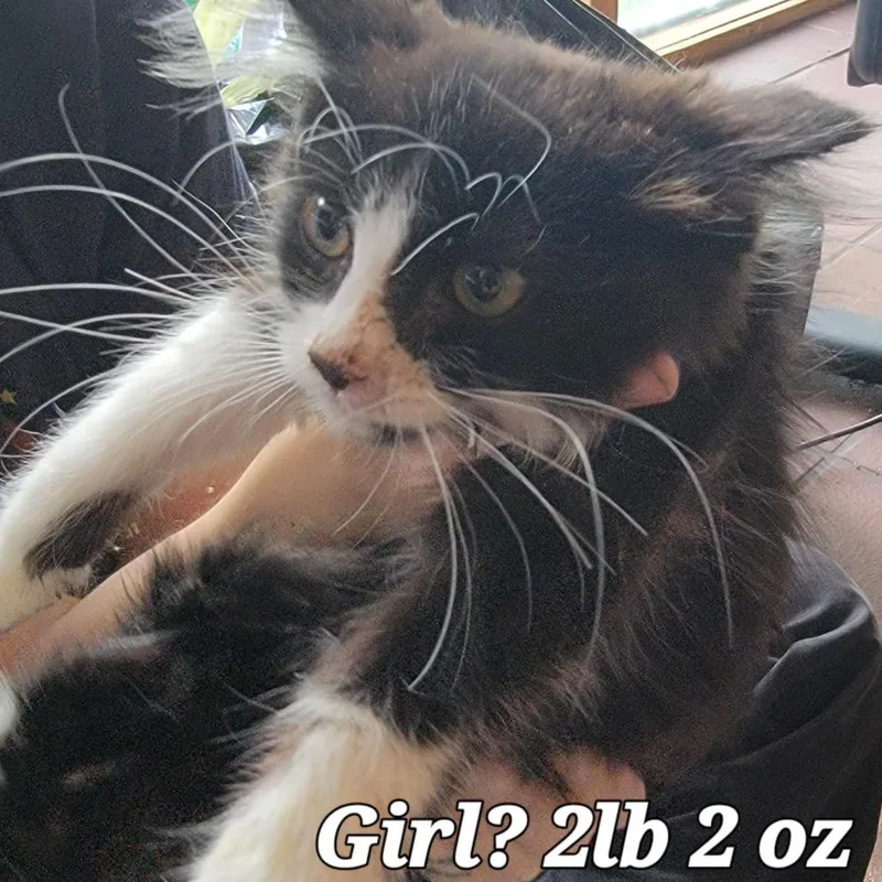 A baby small-sized female Black Domestic Short Hair cat named Andi for adoption in Buffalo, WY