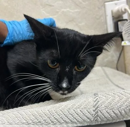 A baby small-sized female Domestic Short Hair cat named Mars  Earleen for adoption in Honolulu, HI