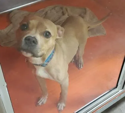 An adult medium-sized female Mixed Breed dog named Athena for adoption in Kansas City, MO