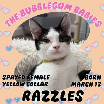 A baby small-sized female Domestic Short Hair cat named Razzles for adoption in Salida, CA