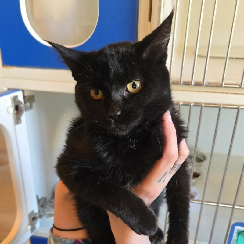 A baby small-sized female Black Domestic Short Hair cat named Irish Spring for adoption in Salisbury, MA