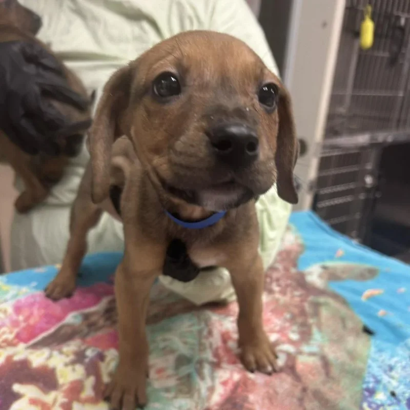A baby medium-sized male Brown / Chocolate Mixed Breed dog named Slider for adoption in Knoxville, TN
