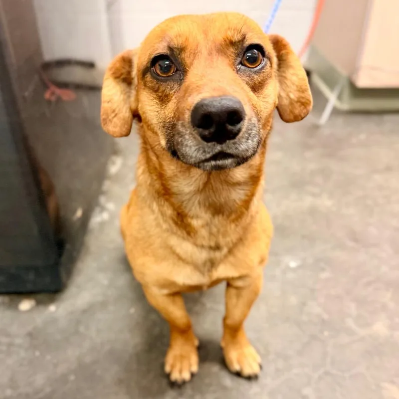 An adult small-sized male Red / Chestnut / Orange Mixed Breed dog named Peanut for adoption in Evensville, TN