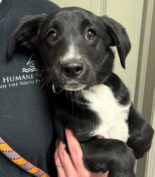 A baby medium-sized male Labrador Retriever dog named Branch for adoption in Littleton, CO