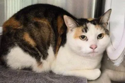 An adult small-sized female Domestic Short Hair cat named Buttercup for adoption in West Chester, PA