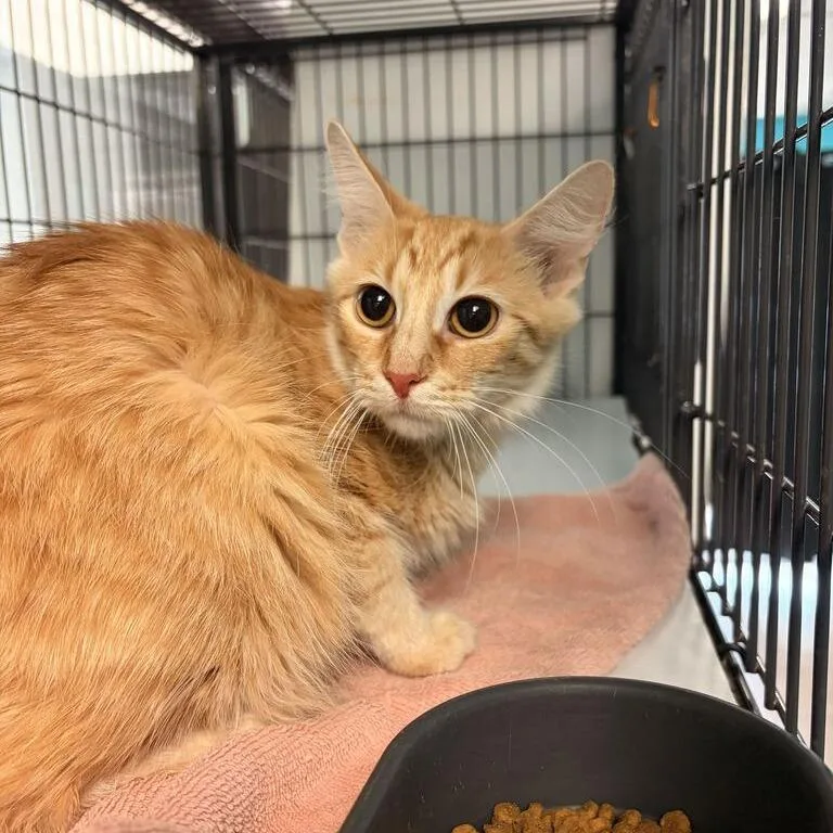 A young medium-sized female Orange / Red Domestic Medium Hair cat named Faith for adoption in Davenport, IA