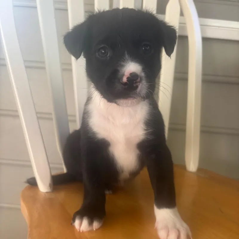A baby medium-sized male Black Mixed Breed dog named Bean for adoption in Durham, NC