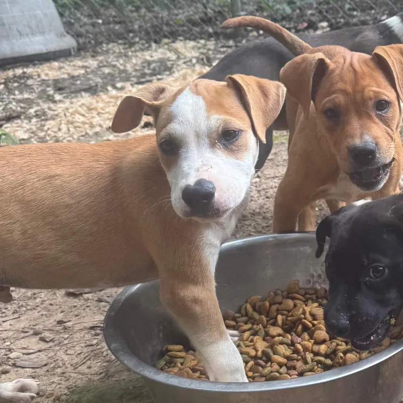 A baby small-sized male Brown / Chocolate Pit Bull Terrier dog named Johnny Cash for adoption in Parrish, AL