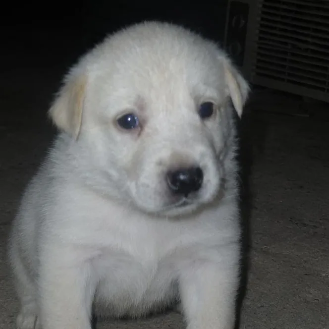 Scout