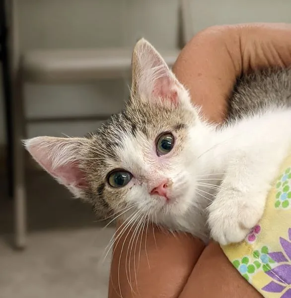 An adult medium-sized female White Domestic Short Hair cat named Andromeda for adoption in Tilton, IL