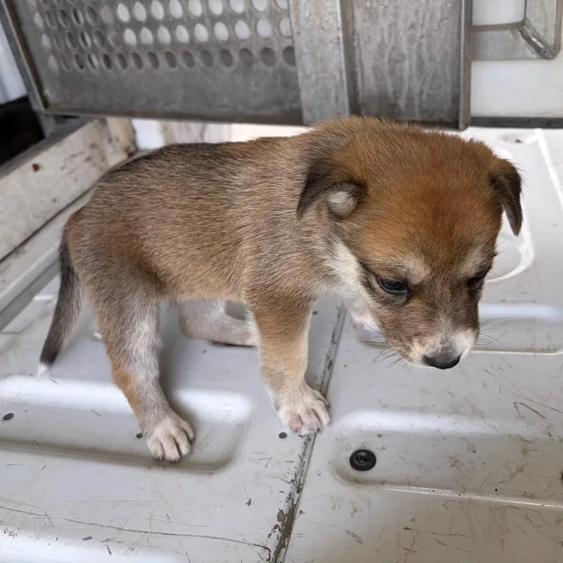 A baby small-sized female Brown / Chocolate Shepherd dog named Pumpkin for adoption in Edinburg, TX