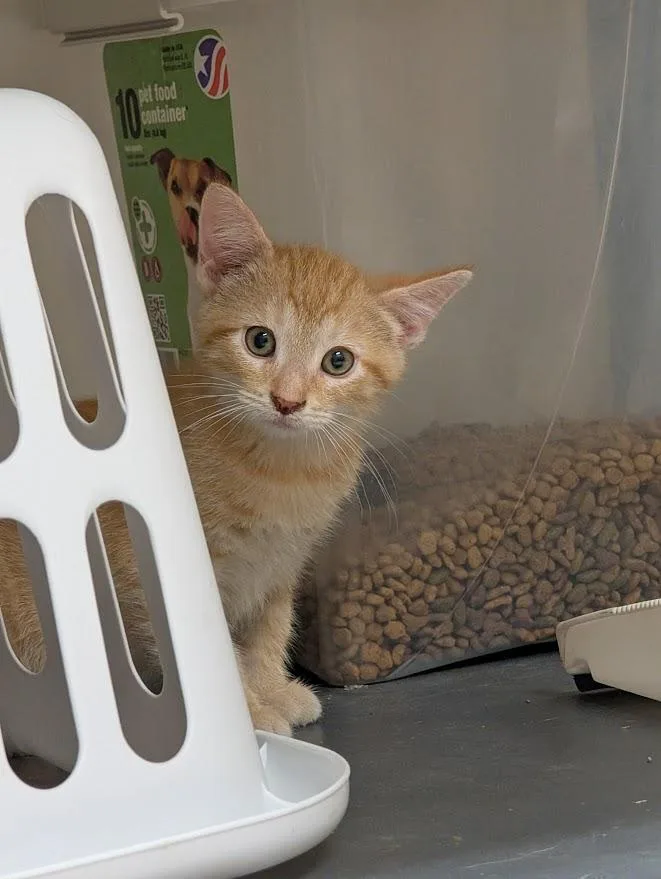 A young medium-sized male Tabby (Orange / Red) American Shorthair cat named Zepher for adoption in Waupun, WI