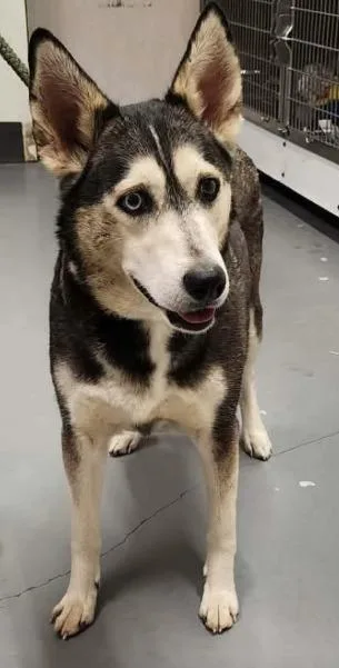 An adult medium-sized female Husky dog named Vela for adoption in Findlay, OH