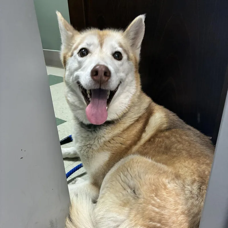 An adult medium-sized female Yellow / Tan / Blond / Fawn Mixed Breed dog named Everest for adoption in Windsor, VA