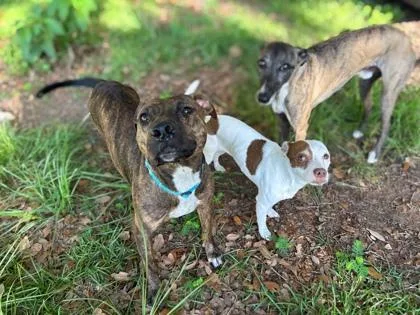 An adult medium-sized male Black Mouth Cur dog named Crash Bandicoot for adoption in Gainesville, FL