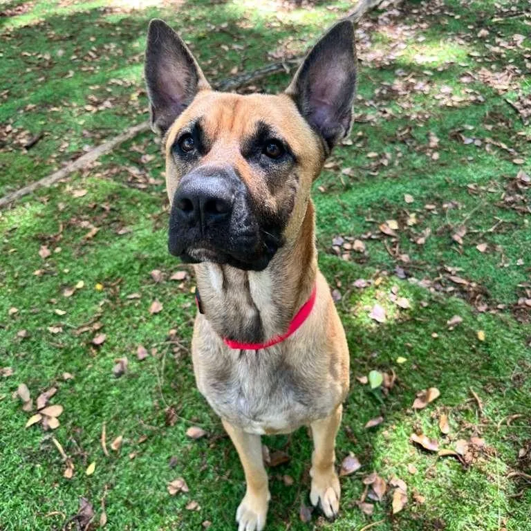 An adult large-sized male German Shepherd Dog dog named Kennedy for adoption in Lauderhill, FL