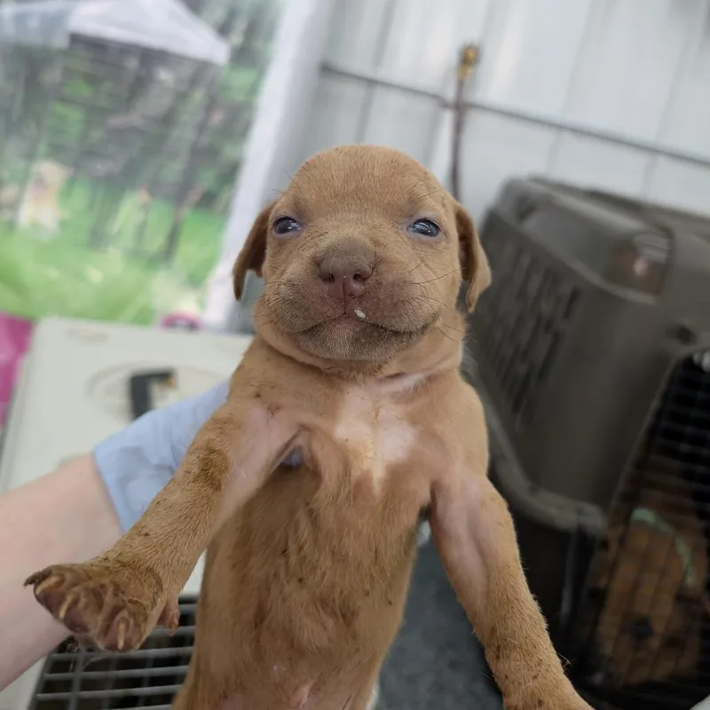 A baby medium-sized female Red / Chestnut / Orange Mixed Breed dog named Goosey for adoption in DeKalb, IL