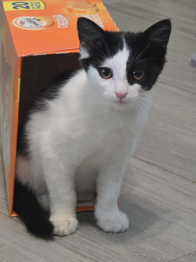 A baby medium-sized male Black & White / Tuxedo Domestic Medium Hair cat named Clive for adoption in Glendale, AZ