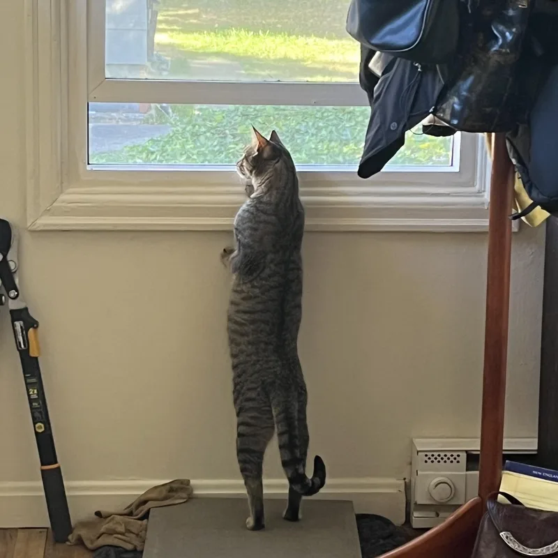 Sweetie Pie Junior thumbnail 2