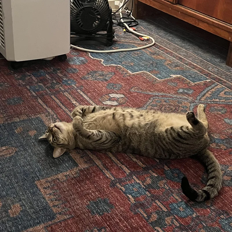 Sweetie Pie Junior thumbnail 3