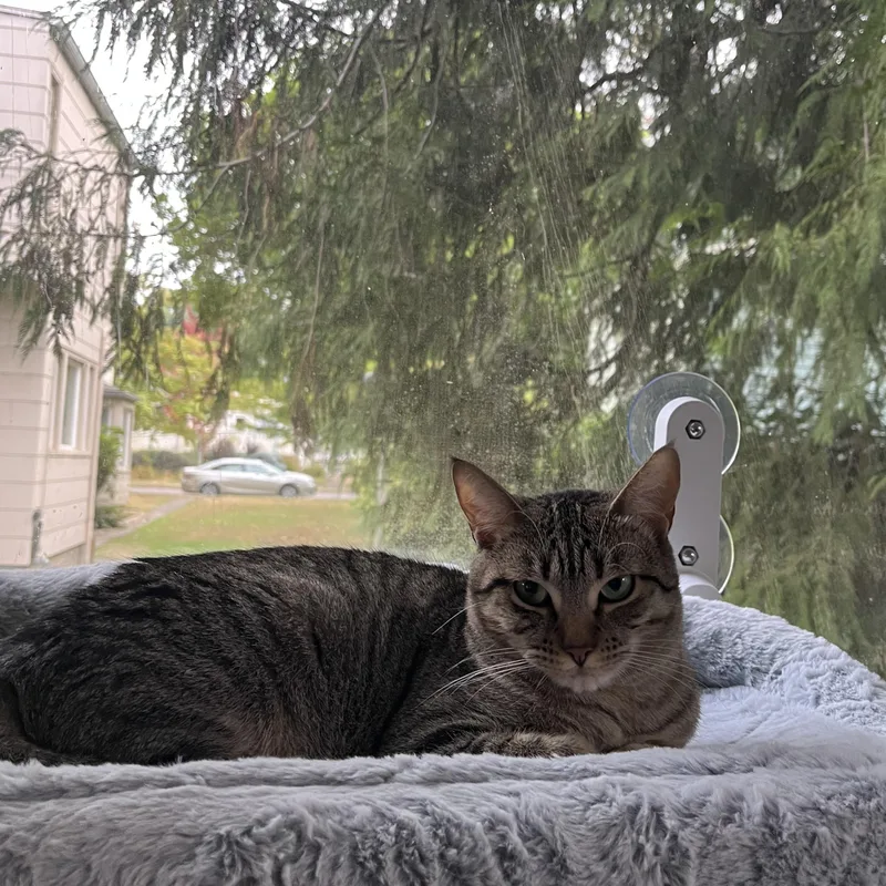 Sweetie Pie Junior thumbnail 4