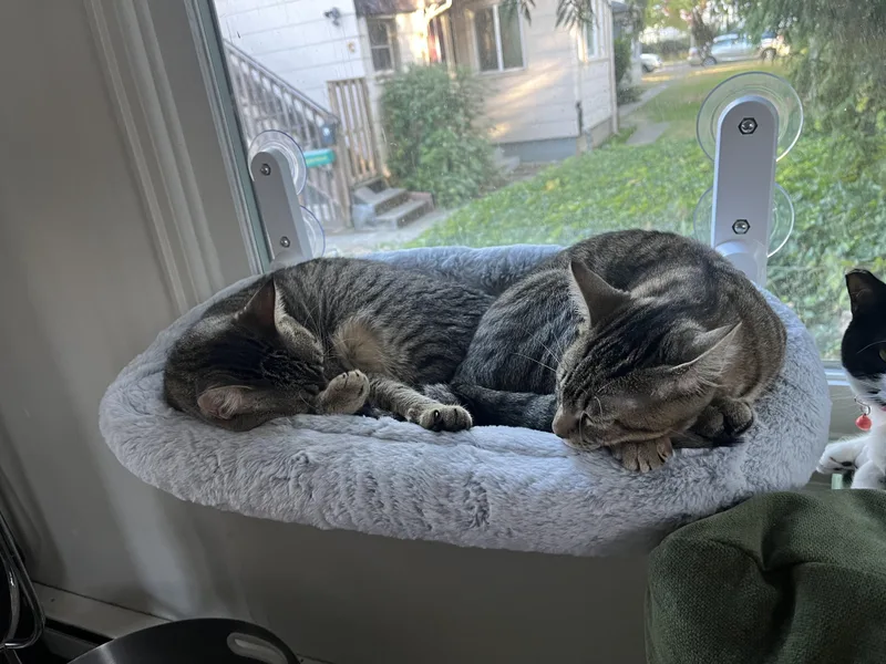 Sweetie Pie Junior thumbnail 5